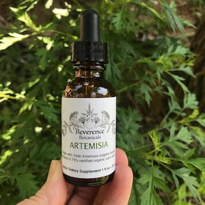 Artemisia tincture, Fresh Artemisia vulgaris Extract