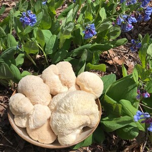 May include: A bowl of white lion's mane mushrooms, a type of edible mushroom, surrounded by blue flowers.
