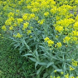 Woad leaf and root combo tincture, Isatis Root Extract, Ban Lan Gen & Da Qing Ye, Isatis Tinctoria root image 4