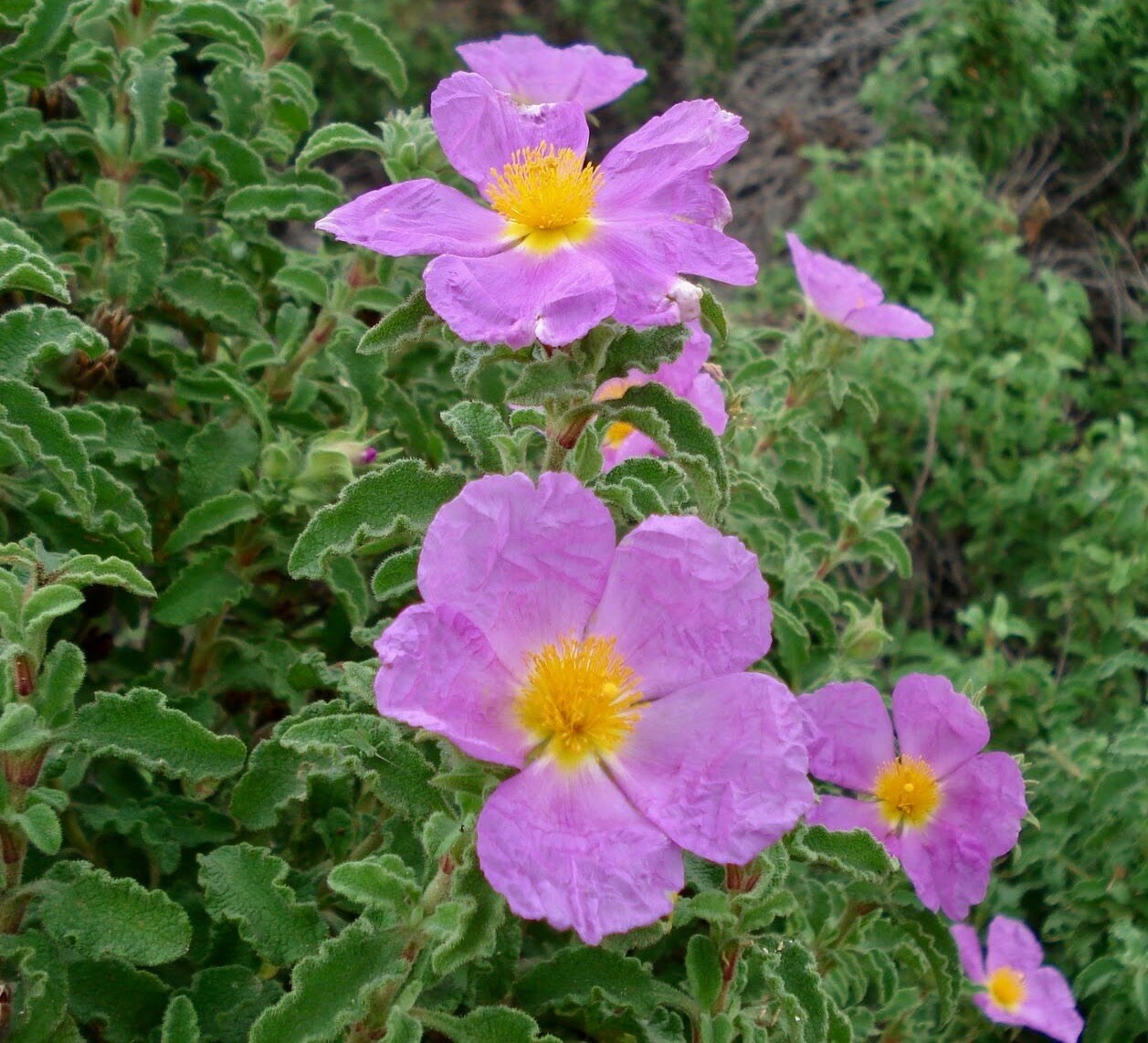 Buy Rock Rose Tea Cistus Incanus Tea Organic Rock Rose Tea 6 Oz Online