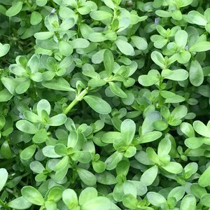 May include: A close-up image of a lush green plant with small, oval-shaped leaves. The leaves are densely packed together, creating a textured and vibrant green surface.