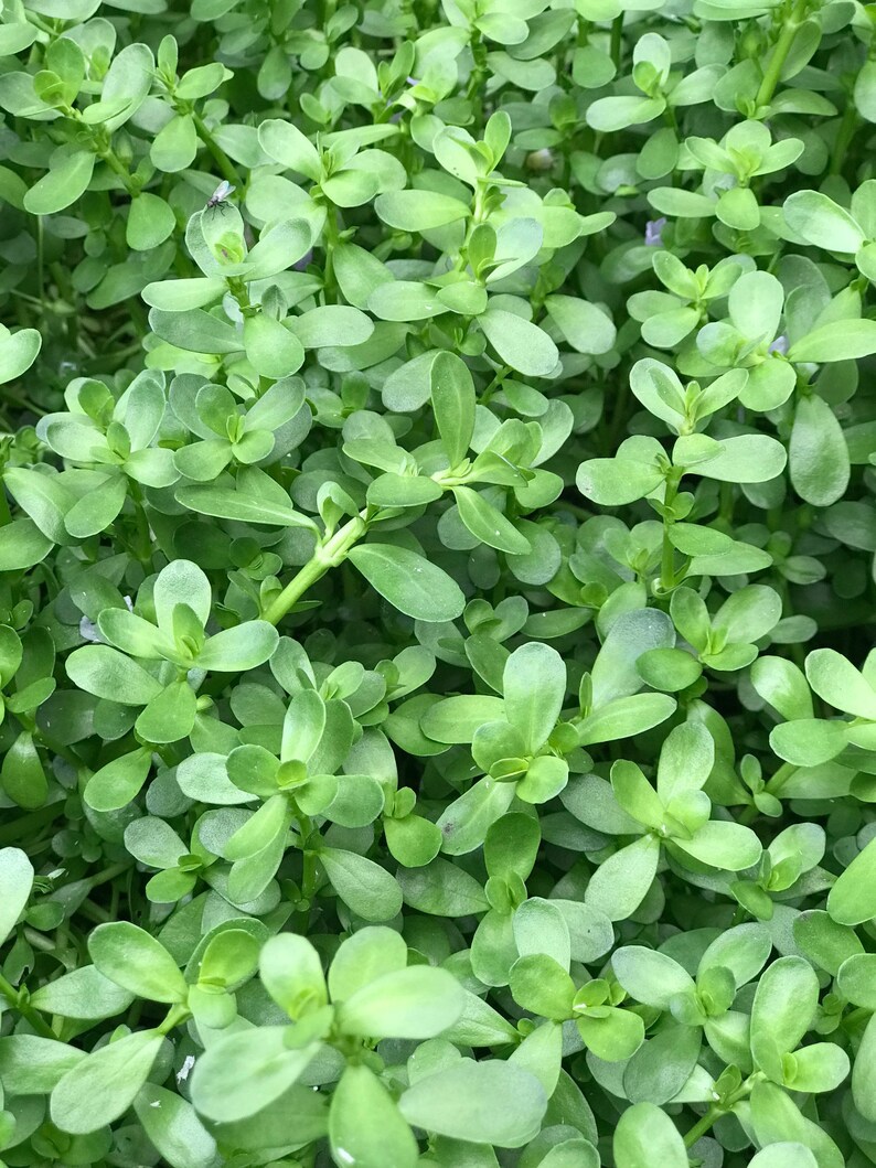 May include: A close-up image of a lush green plant with small, oval-shaped leaves. The leaves are densely packed together, creating a textured and vibrant green surface.