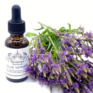 Blue Vervain tincture, Blue Vervain extract, Fresh Blue Vervain, Verbena hastata
