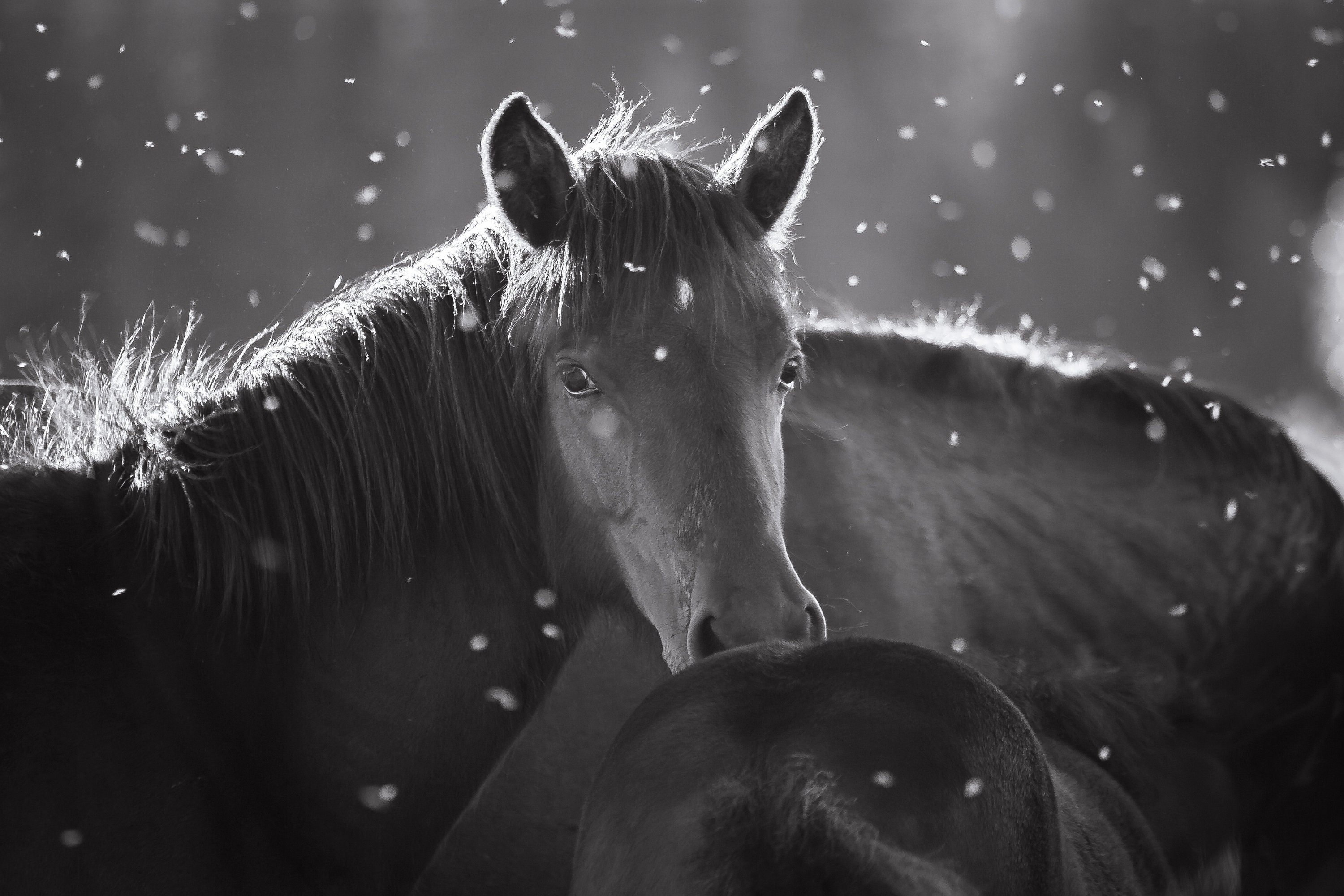 Wild Horses Horse Photography Fine Art Photography Equine Etsy