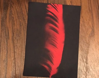 Cyantope photogram feather.