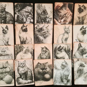 May include: A collection of twenty rectangular cards featuring black and white illustrations of various cat breeds. Each card displays a distinct feline in a different pose, including sitting, lying down, or playing with a ball of yarn.
