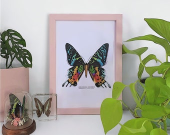 Sunset Moth Print