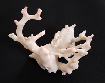 Natural White Pink Coral Branch Vintage Reef Gemstone (95 Gram)