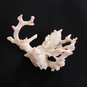 Natural White Pink Coral Branch Vintage Reef Gemstone (95 Gram)
