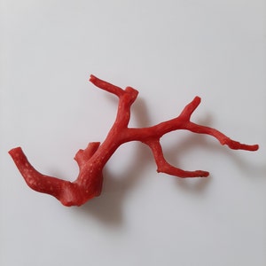 May include: A red coral branch with a natural, organic shape. The coral is a deep red color and has a rough texture.
