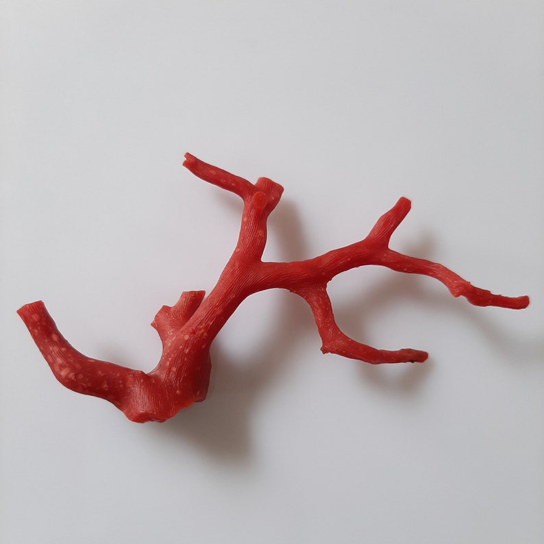 May include: A red coral branch with a natural, organic shape. The coral is a deep red color and has a rough texture.