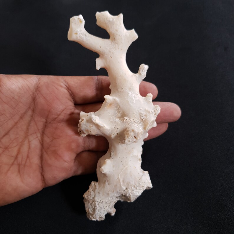 May include: A white coral branch with a rough, textured surface. The coral is shaped like a tree with multiple branches.