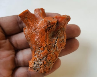 Natural Italian Coral Branch Mediterranean Deep Sea Reef (57.51 Gram)