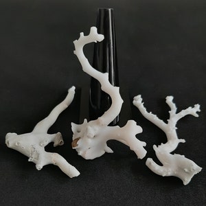 Natural Japanese White Coral Branch Rough Gemstone Tree for Jewelry