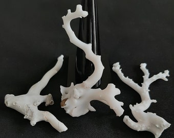 Natural Japanese White Coral Branch Rough Gemstone Tree for Jewelry