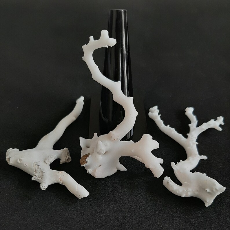 May include: White coral branches displayed against a black background. The coral is arranged in a decorative manner, with the branches extending outwards from the centre.