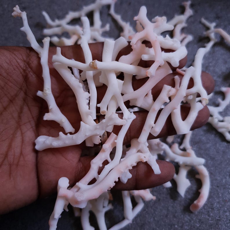 May include: A collection of white and pink coral branches. The coral is delicate and has a natural, organic look.