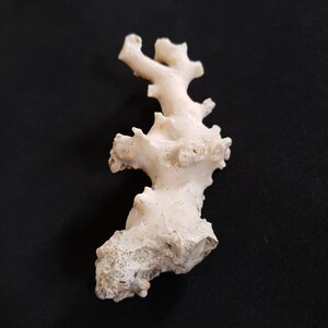 May include: White coral branch with a rough, textured surface. The coral is a natural, organic material with a light, airy appearance.