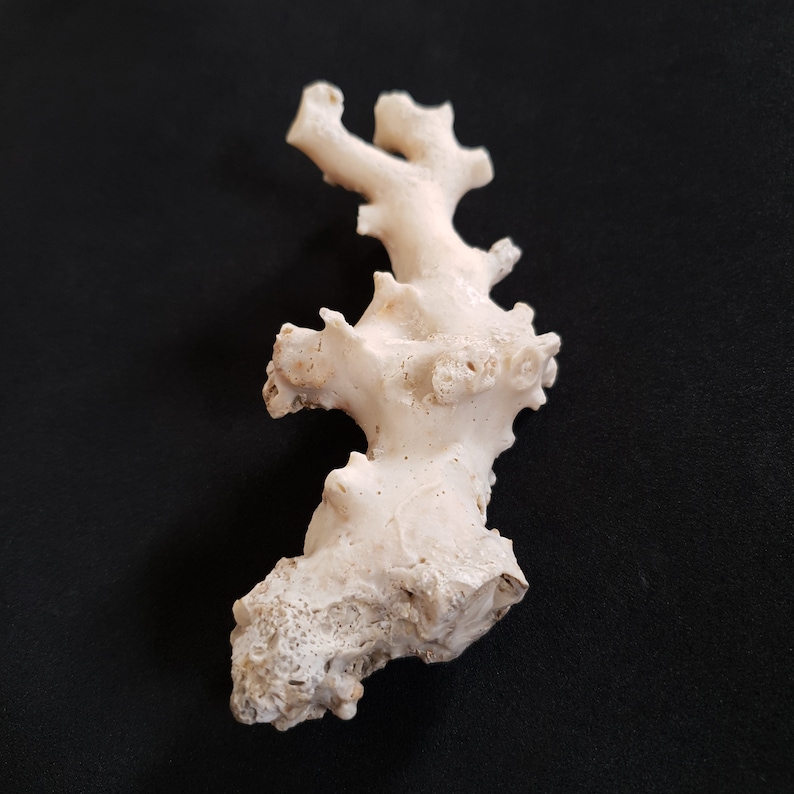 May include: White coral branch with a rough, textured surface. The coral is a natural, organic material with a light, airy appearance.