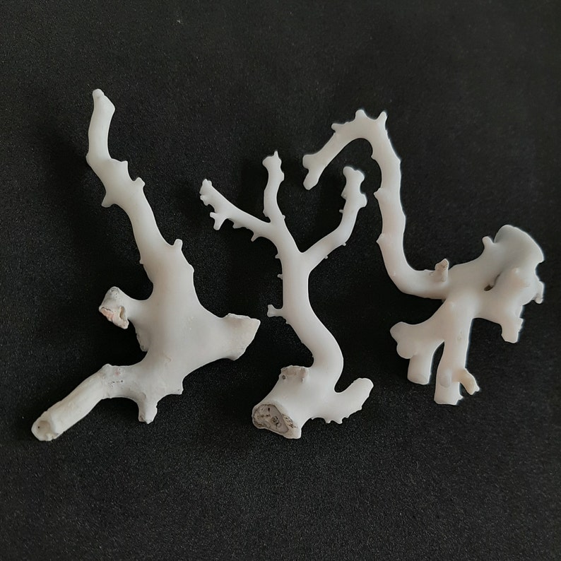 May include: White coral branch with multiple branches and intricate details. The coral is a natural material and has a delicate, organic shape.