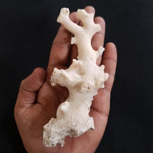 May include: A white coral branch with a rough, textured surface. The coral is shaped like a tree with many branches and has a natural, organic look.