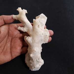 Antique Japanese White Coral Branch (166.6 Gram)