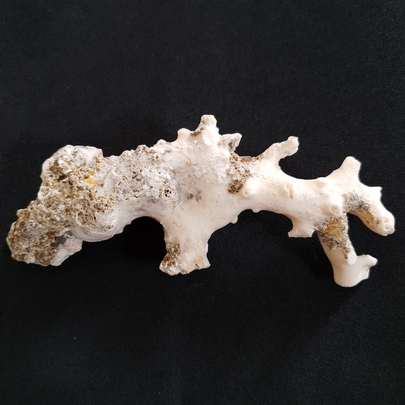 May include: A white coral piece with a rough, textured surface and a light brown hue. The coral has a unique, branching shape with several arms.