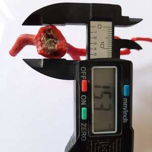 May include: A red coral branch being measured with a digital caliper. The caliper reads 1.32 inches.