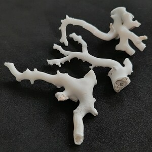 May include: White coral branch with a delicate, branching structure. The coral is bleached white and has a rough, textured surface.