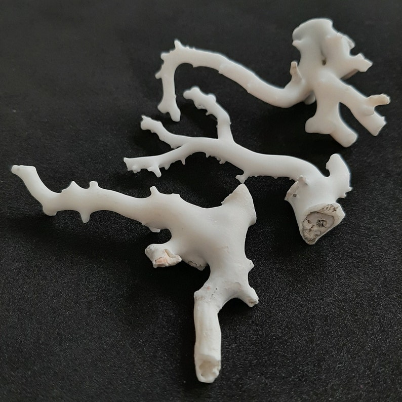 May include: White coral branch with a delicate, branching structure. The coral is bleached white and has a rough, textured surface.