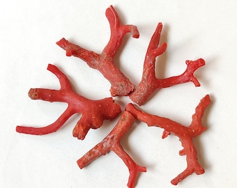 Italian Red Coral Rough Gemstone: Unpolished Mediterranean Coral Reef (63.60Ct)