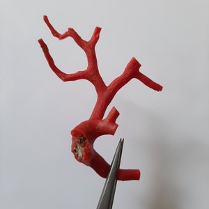 May include: A red coral branch with a natural, irregular shape. The coral is a vibrant red color and has a rough, textured surface.