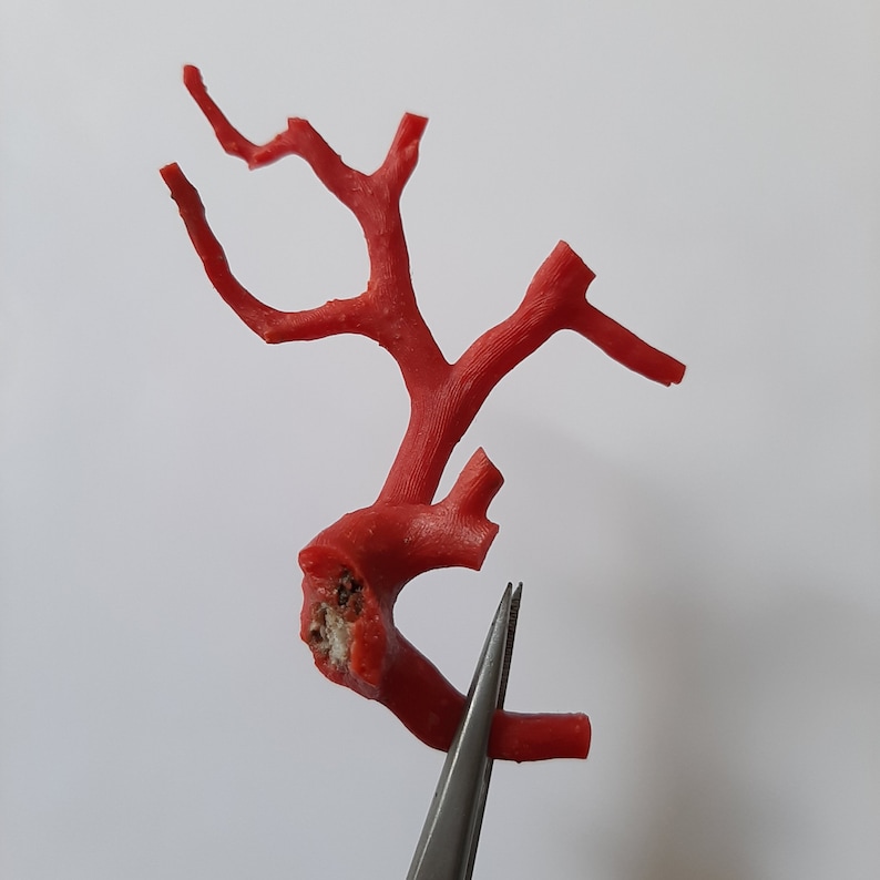 May include: A red coral branch with a natural, irregular shape. The coral is a vibrant red color and has a rough, textured surface.