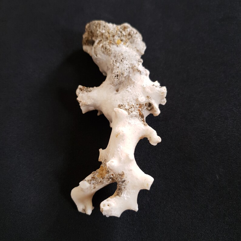 May include: White coral with a rough, textured surface. The coral has a unique, branching shape.