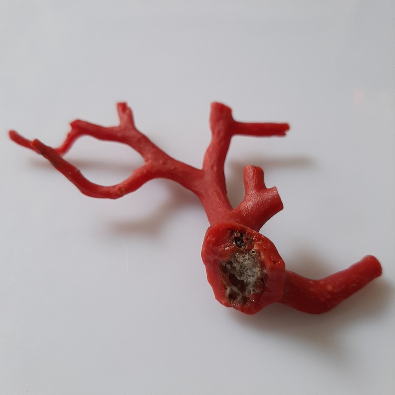 May include: A red coral branch with a rough, textured surface. The coral is a natural material and has a unique shape.