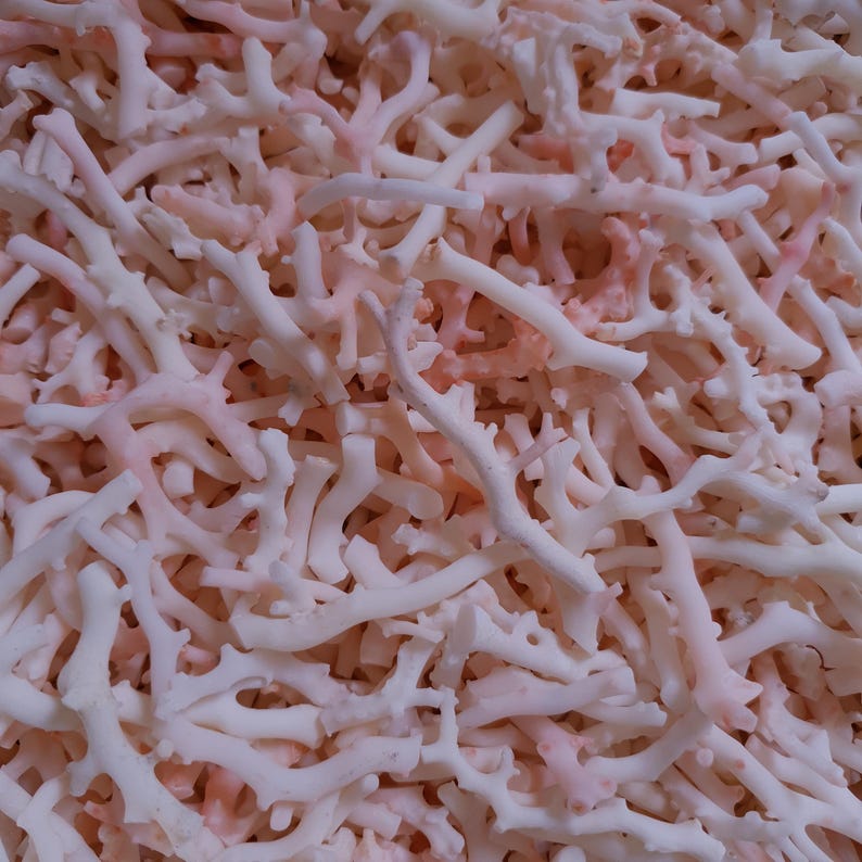 May include: A close-up of a pile of pink and white coral branches. The coral is dry and has a rough texture.