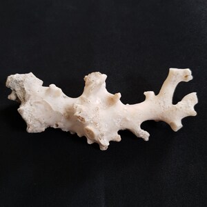 May include: A white coral branch with a rough, textured surface. The coral has a unique, branching shape with several points.