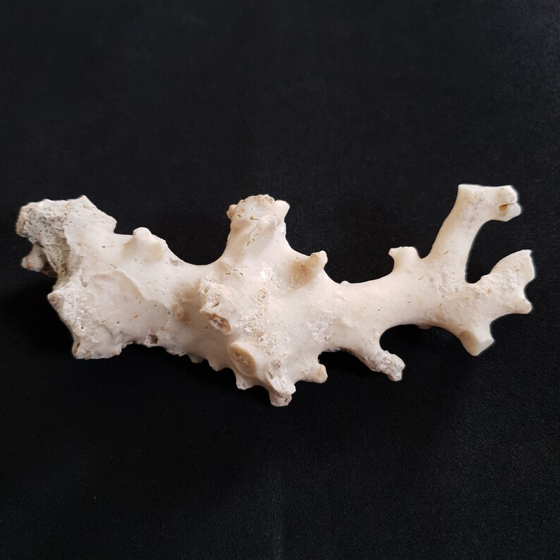 May include: A white coral branch with a rough, textured surface. The coral has a unique, branching shape with several points.