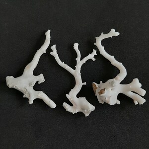 May include: Three pieces of white coral with intricate branching patterns. The coral is bleached white and has a rough texture.