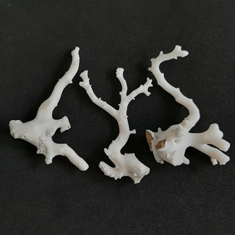 May include: Three pieces of white coral with intricate branching patterns. The coral is bleached white and has a rough texture.