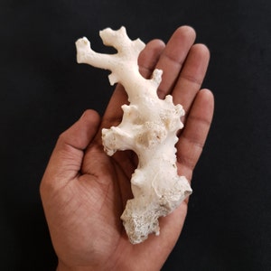 Natural White Coral Branch Rough Gemstone Japanese Origin
