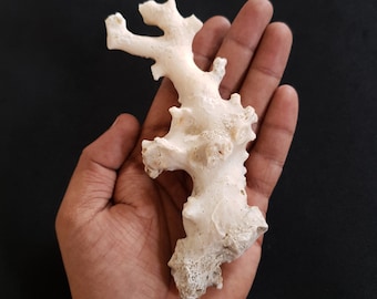 Natural White Coral Branch Rough Gemstone Japanese Origin