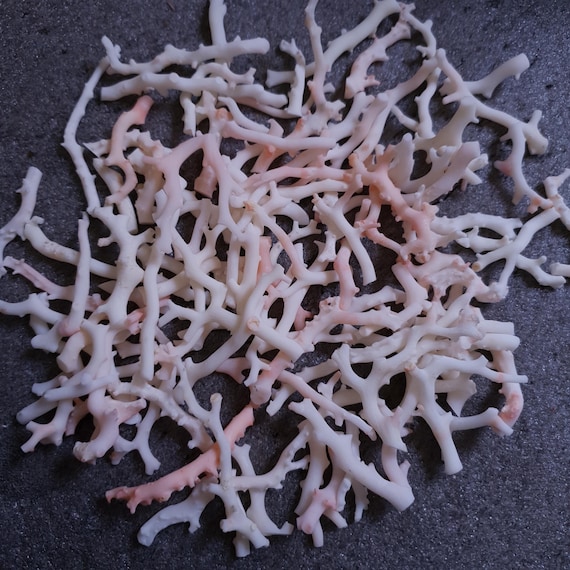 Undyed White Coral Unpolished Branches - Natural Japanese Coral-making surfer necklace.