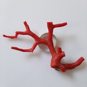 May include: A red coral branch with a silver ring around it. The coral is a natural material and has a rough texture.