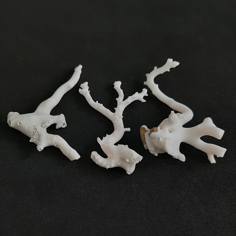 May include: Three white coral pieces with intricate branching patterns. The coral is delicate and has a natural, organic texture.