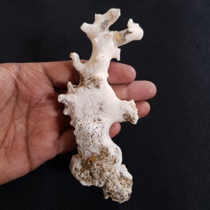 May include: White coral with a rough, textured surface. The coral has a branching, irregular shape, resembling a tree or a plant.