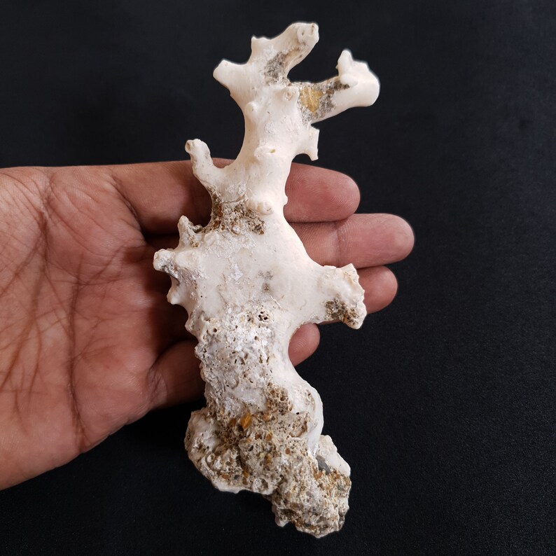 May include: White coral with a rough, textured surface. The coral has a branching, irregular shape, resembling a tree or a plant.