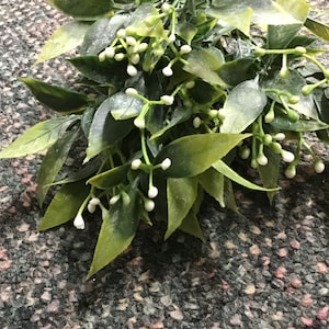 x5 Plastic Pointed W/Seed 15&quot; Green - CS13115
