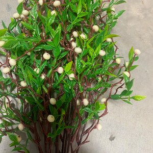 x9 Bean Leaf Bush - 21" - CS12336