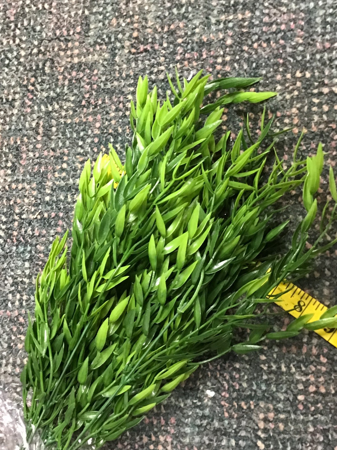 X12 Italian Ruscus 21